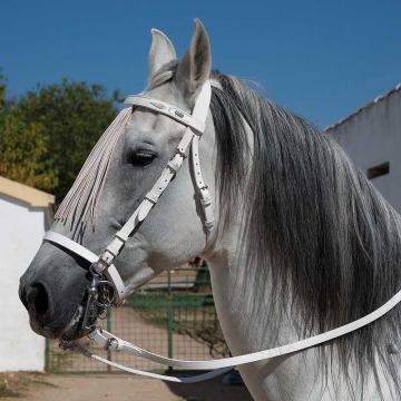 uzdecka-marjoman-model-jerezana_10037_24578.jpg